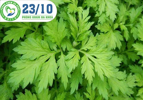 Phá thai bằng ngải cứu.