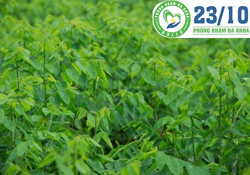 Phá thai bằng rau ngót