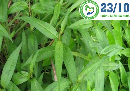 Phá thai bằng rau răm.